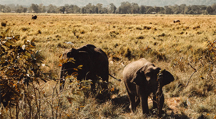 Elephants grazing