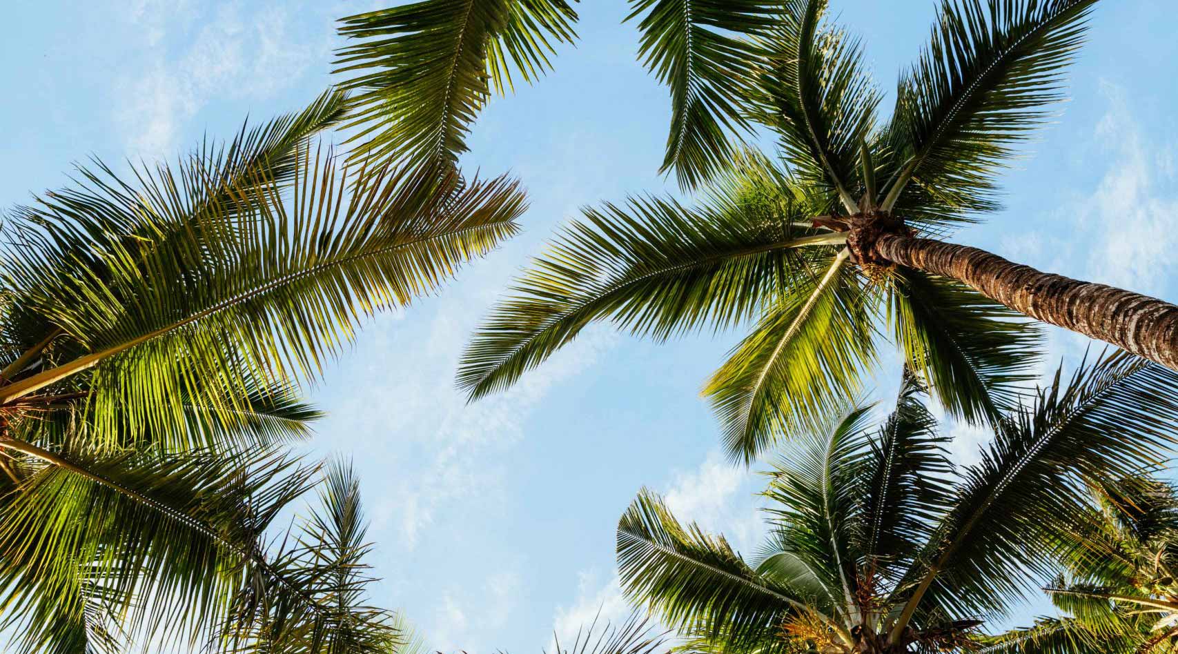 Mauritius Palm Trees