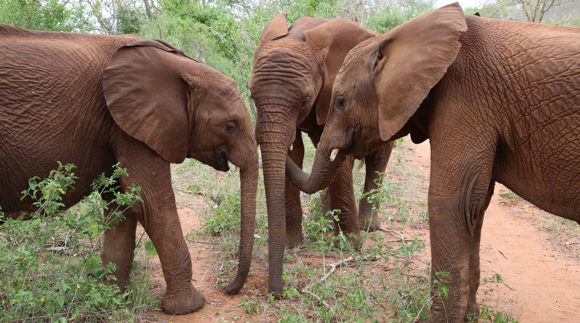 Barsilinga and elephant family