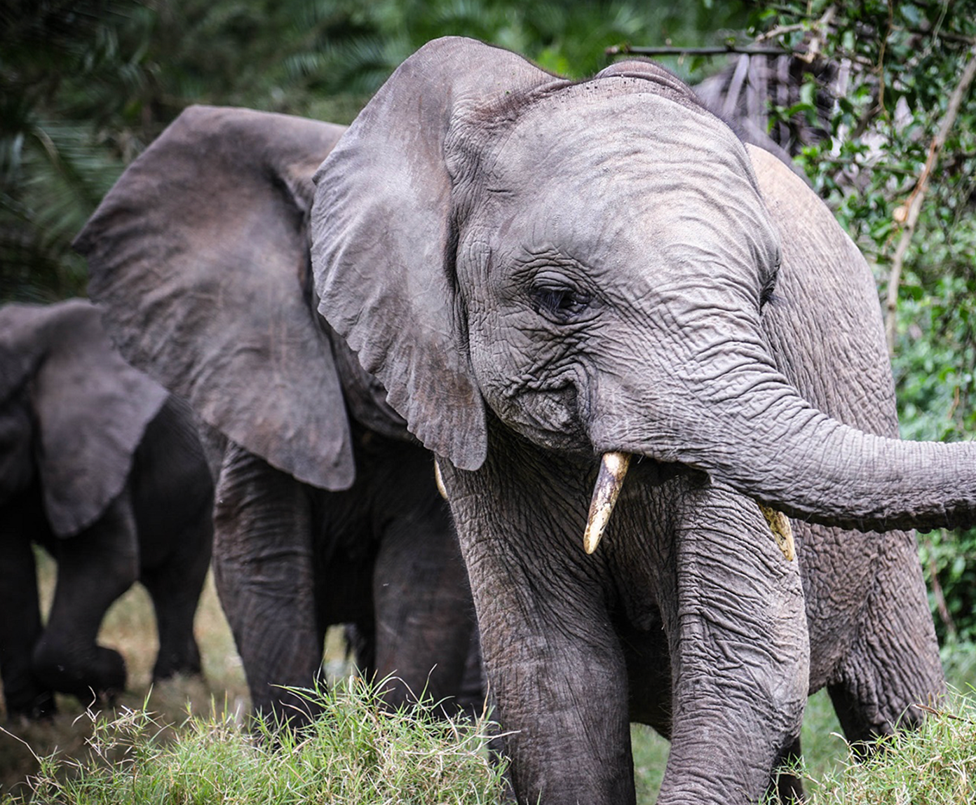 Meet Mwashoti the Elephant | The Sheldrick Wildlife Trust