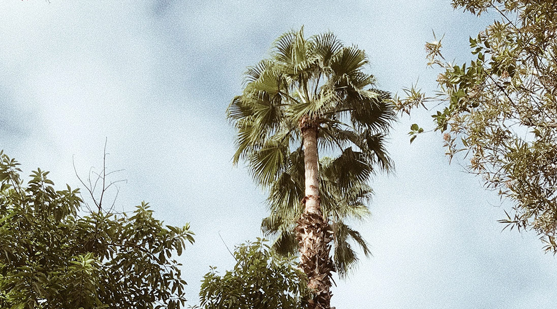 Palm trees in Marrakech