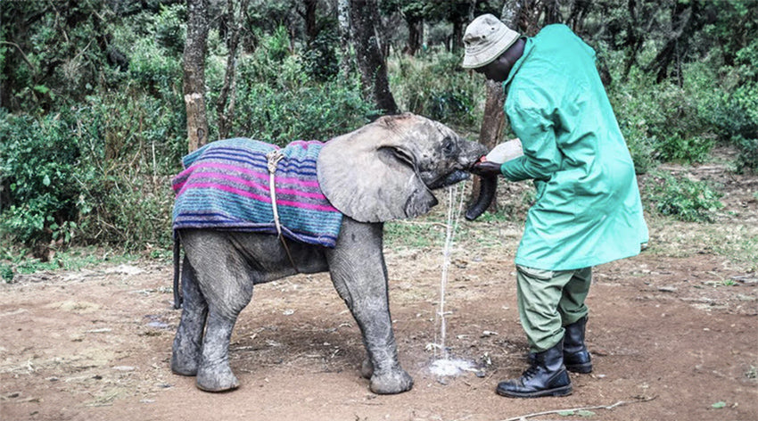 Merru the elephant being fed