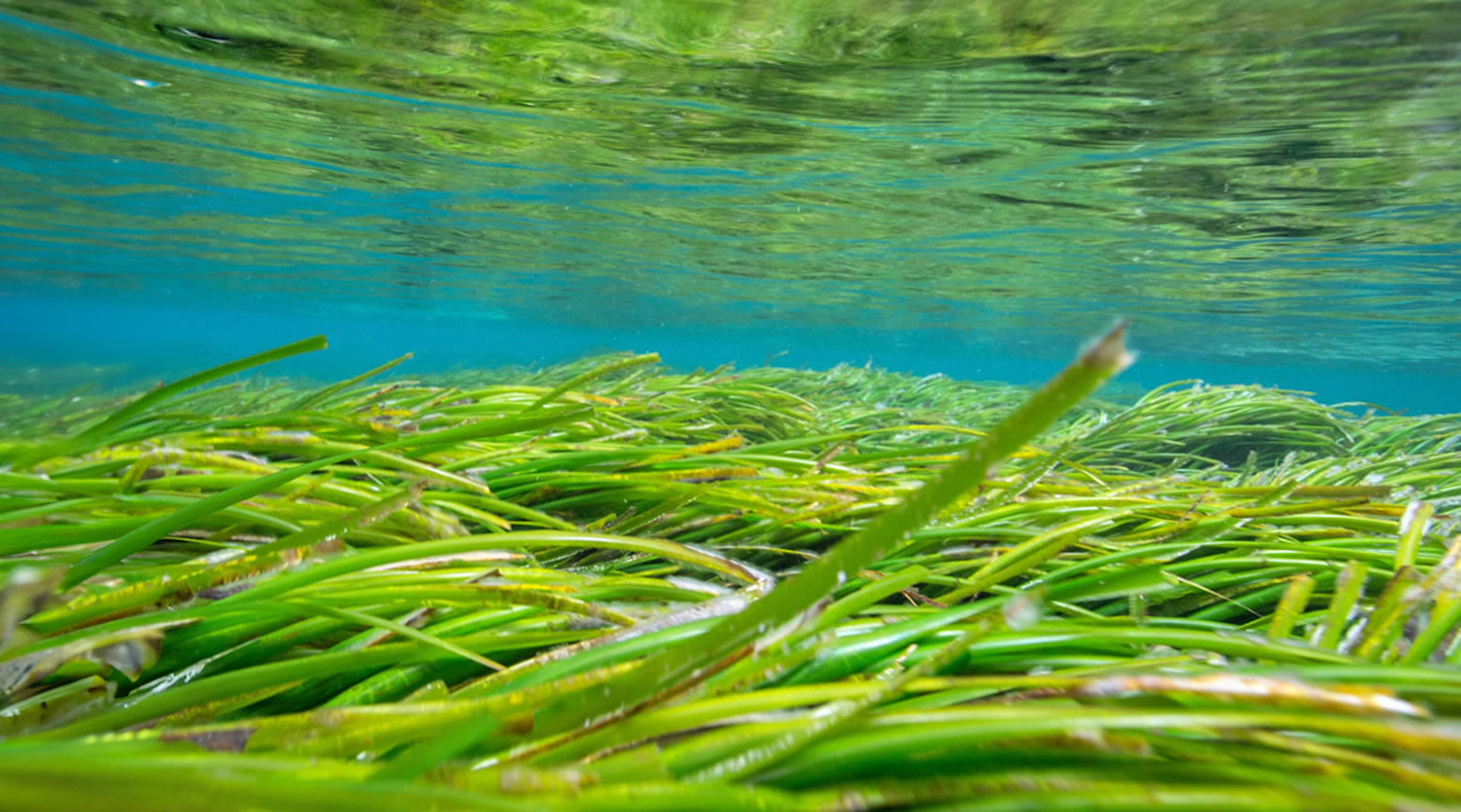 Posidonia oceanica seagrass