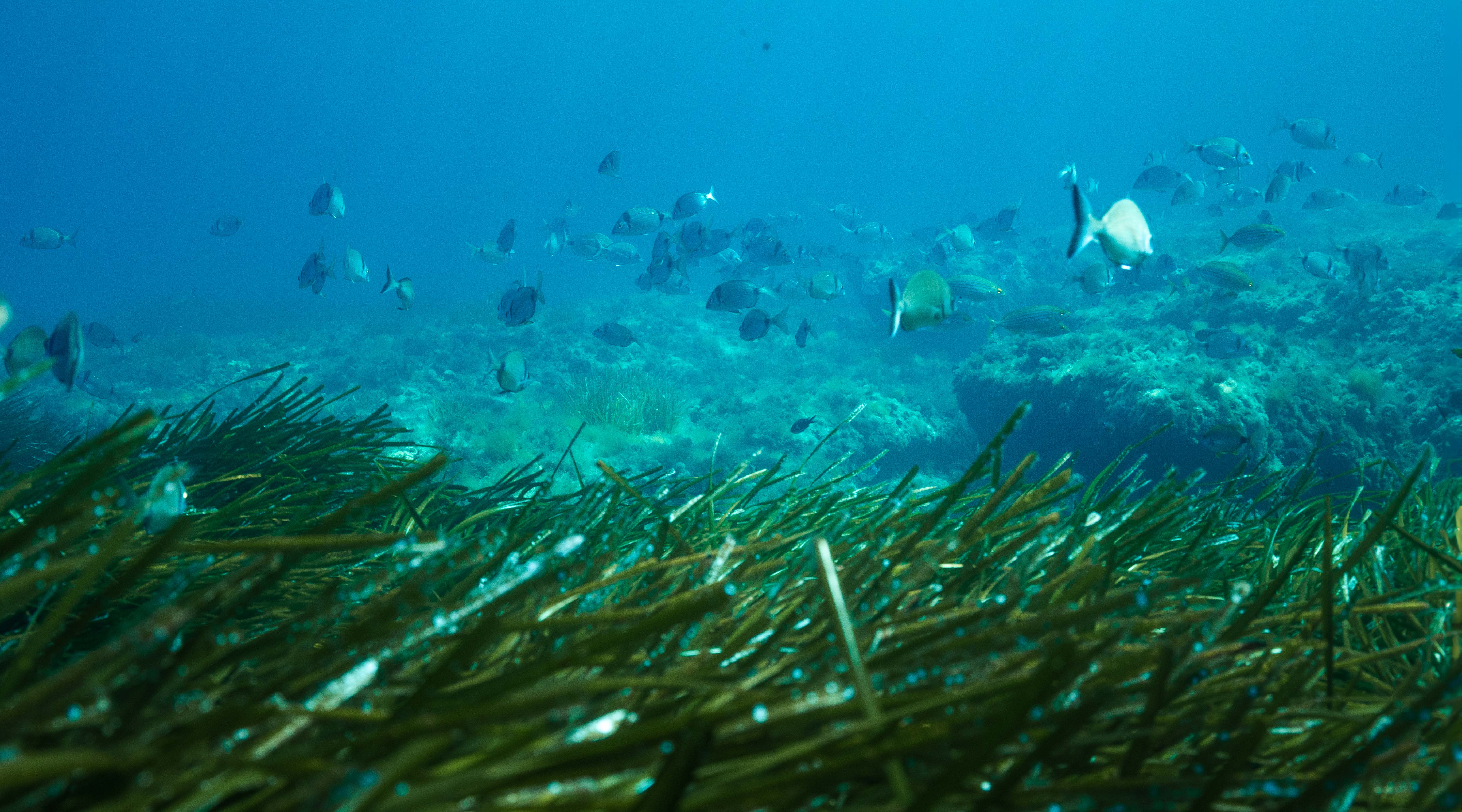 Posidonia seagrass