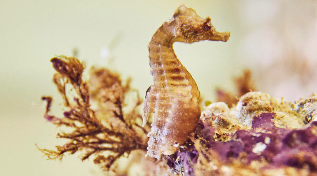 Seahorse conservation