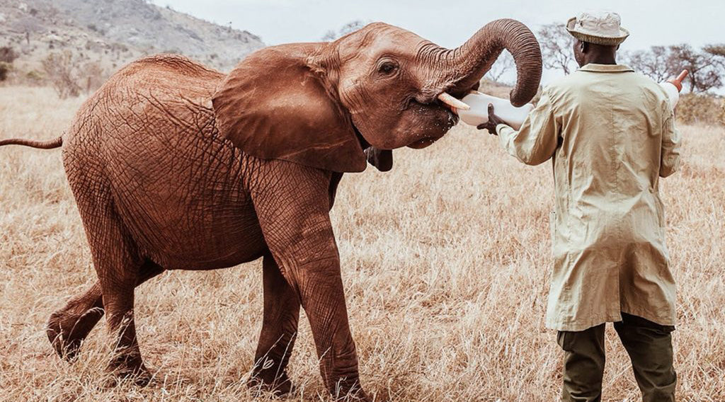 Elephant being fed