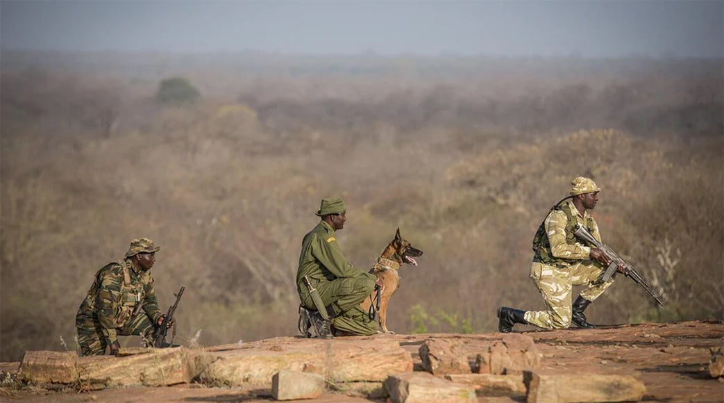 Sheldrick Wildlife Trust | In Focus