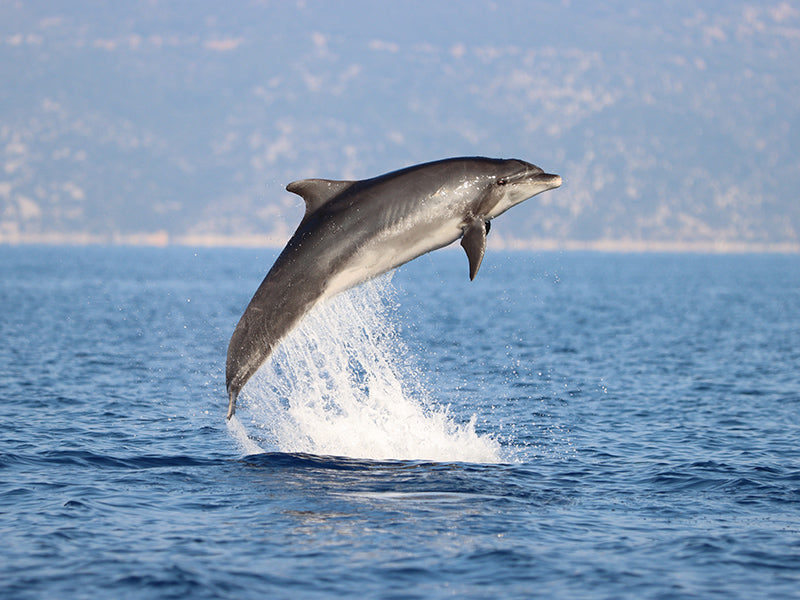‘Dolphins of Greece’ | Exclusive Print with the Ionian Environment Foundation