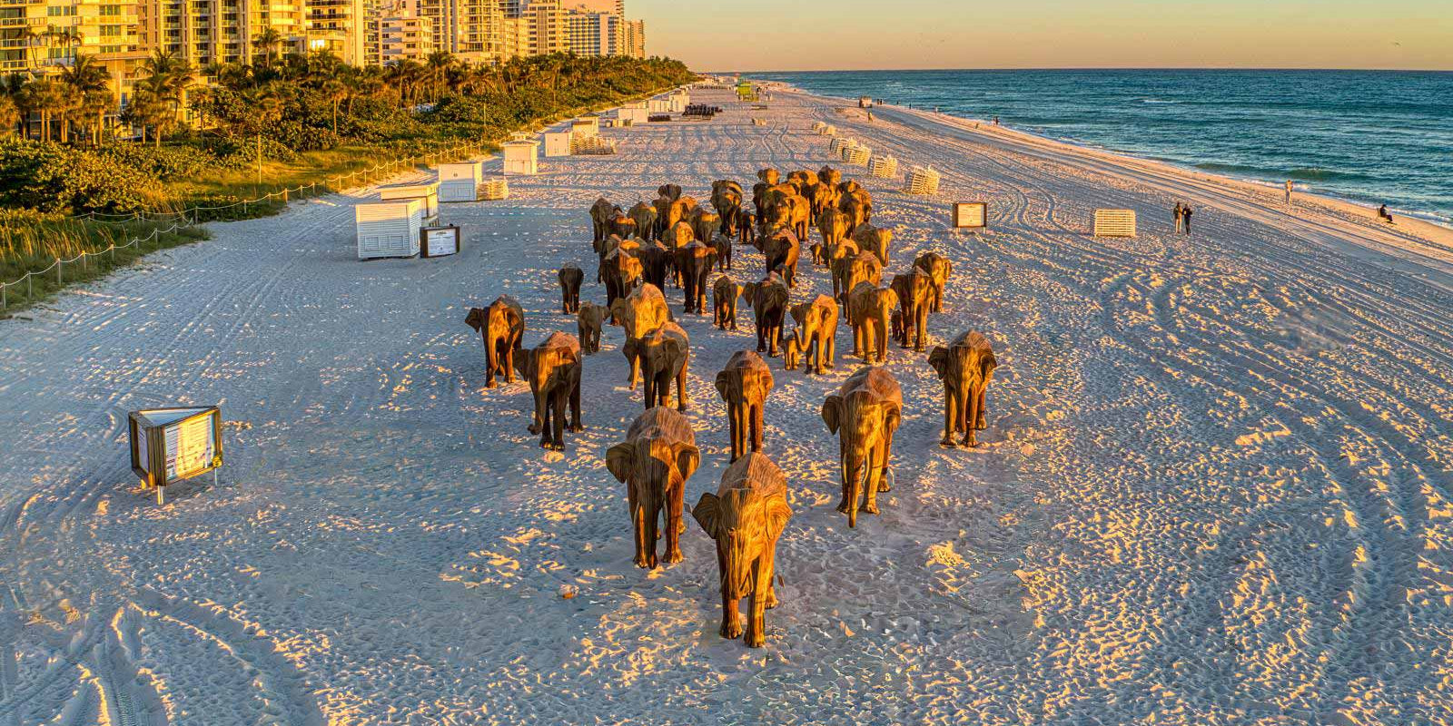 The Great Elephant Migration Miami Aerial View