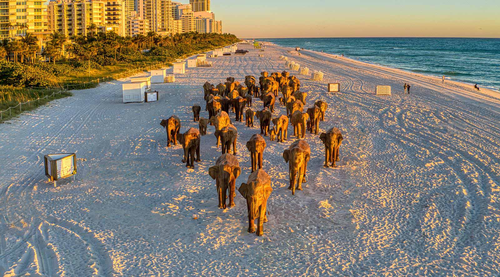 The Great Elephant Migration Miami Aerial View