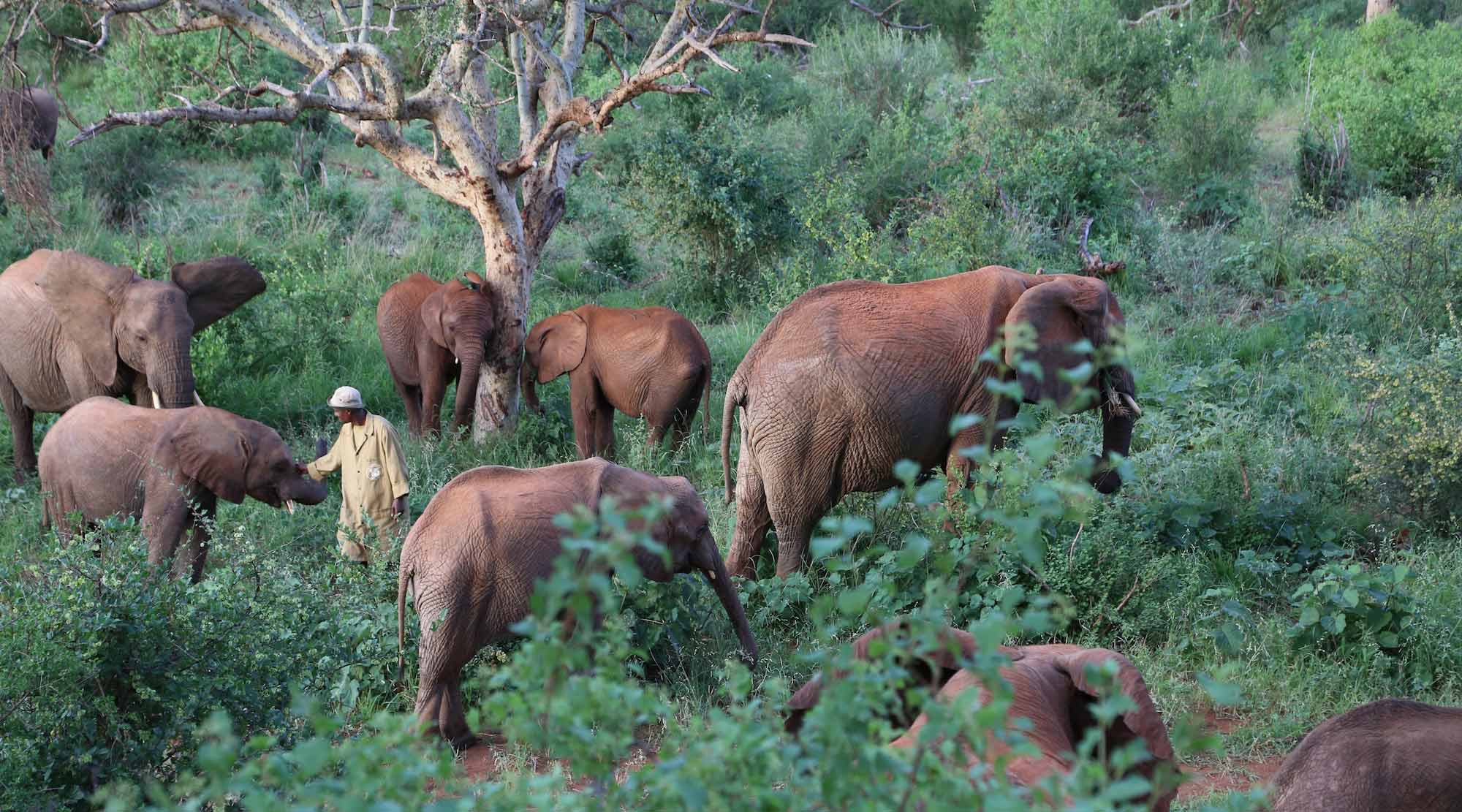 The orphaned elephants explore