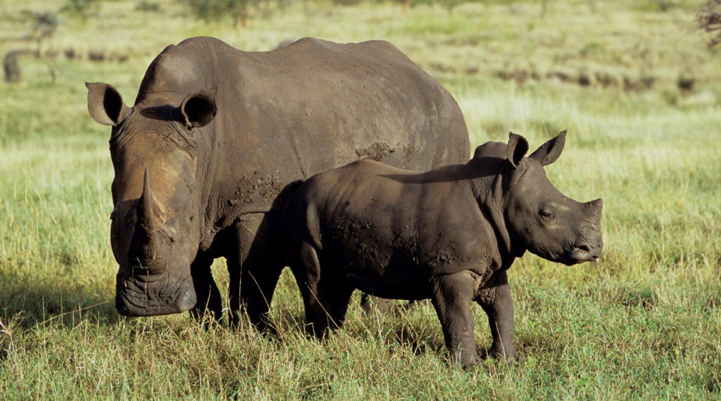 Tusk Trust White Rhinos