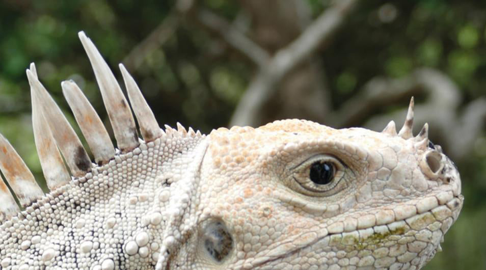 Rescuing Reptiles | St. Vincent & The Grenadines Environment Fund