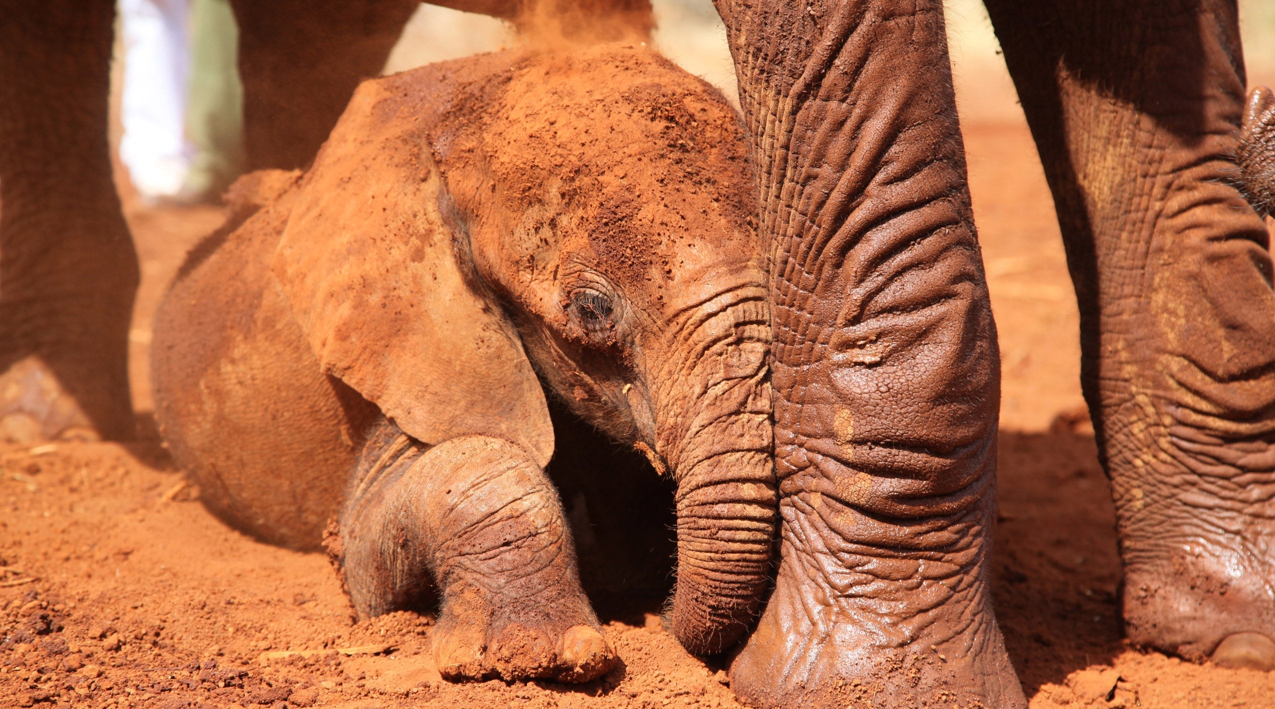 Being Barsilinga | Chapter 3 "Settling In"