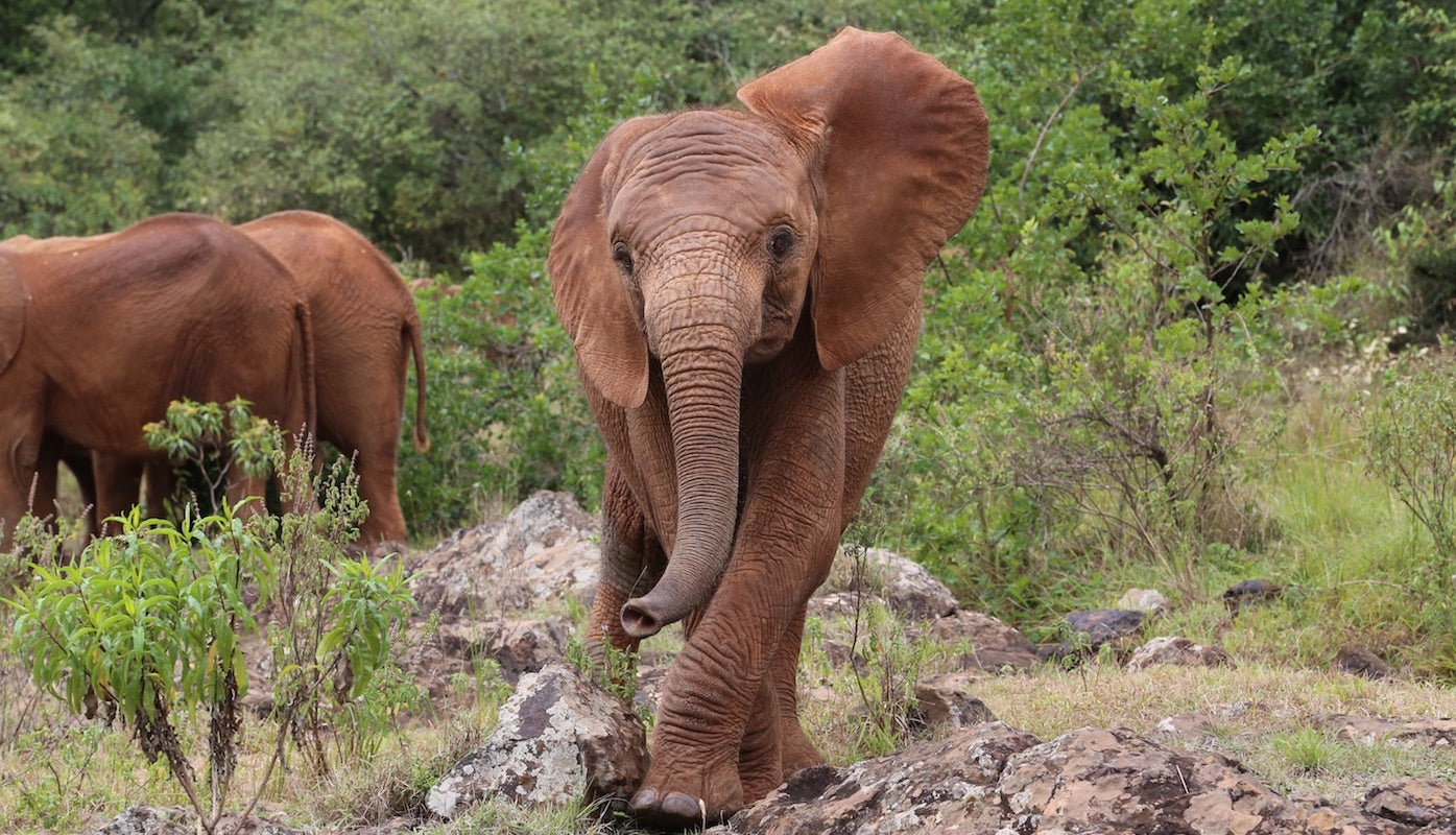 Barsilinga elephant running