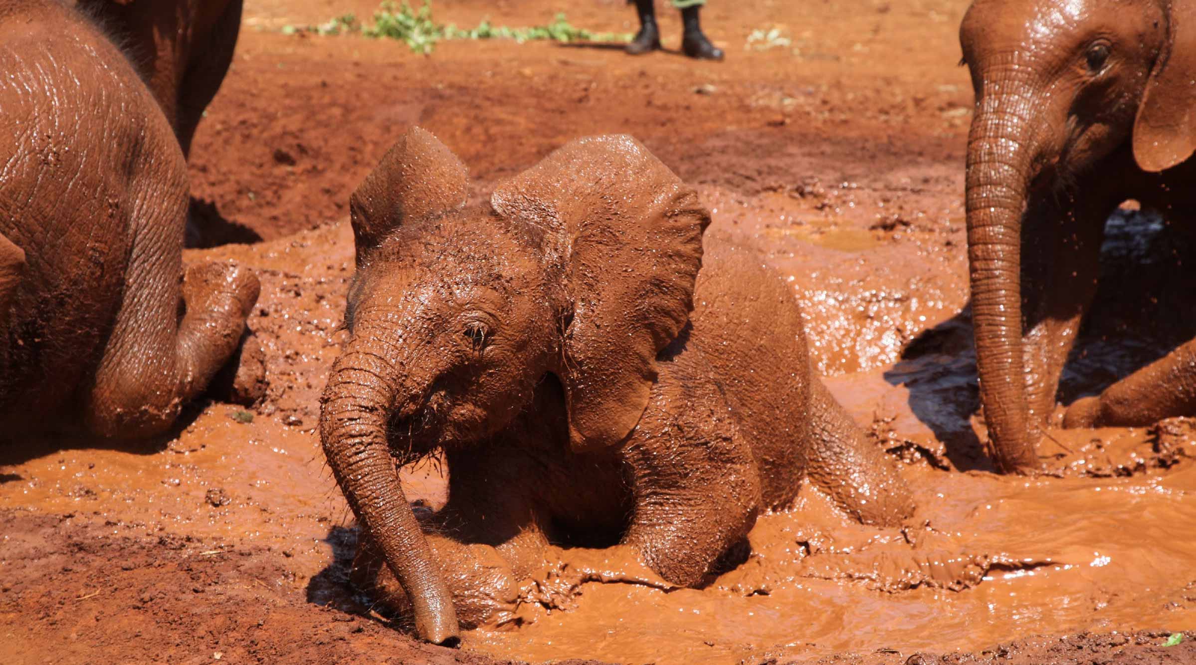 Barsilinga the elephant playing in mud