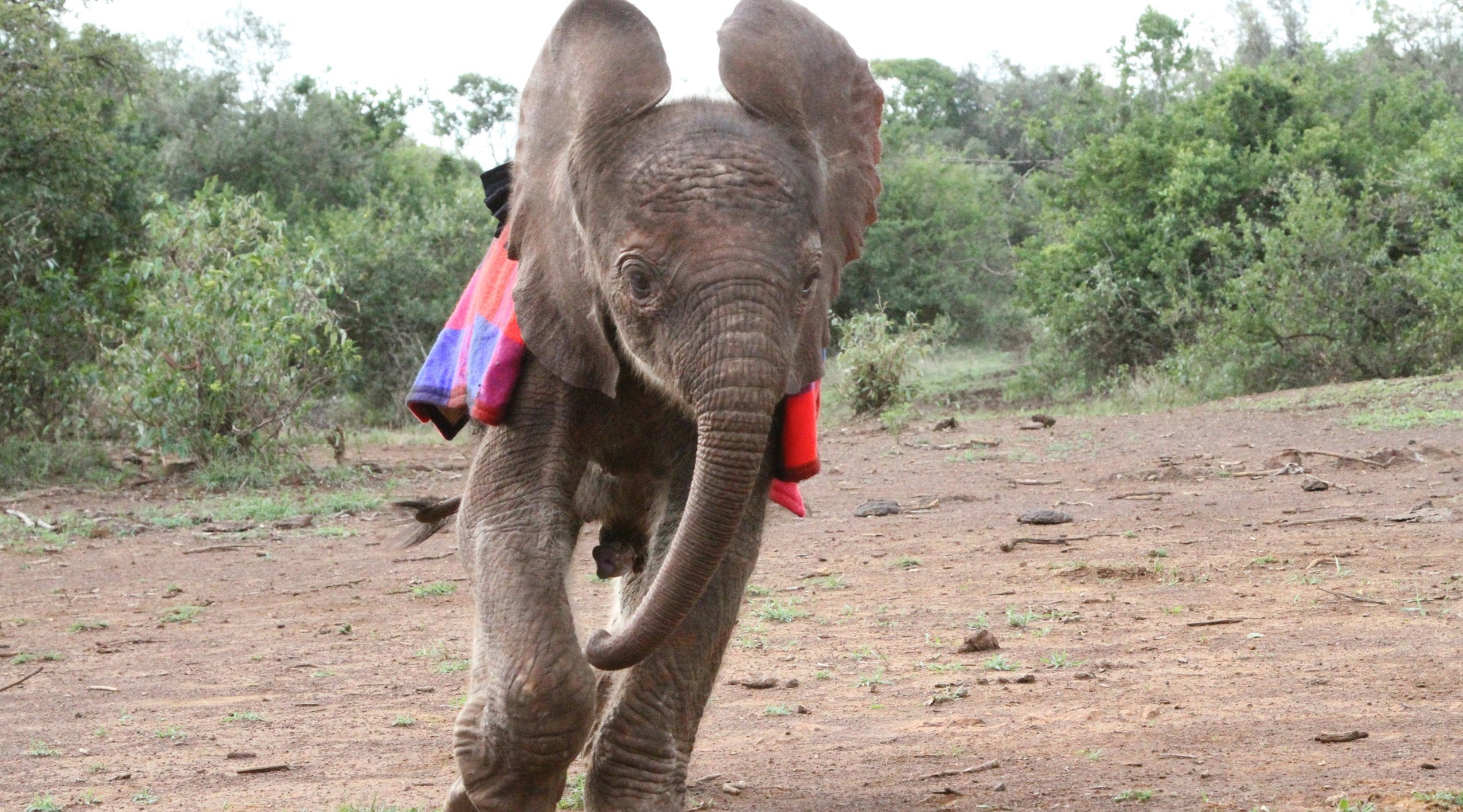 Being Barsilinga | Chapter 5 "Boys Will Be Boys"