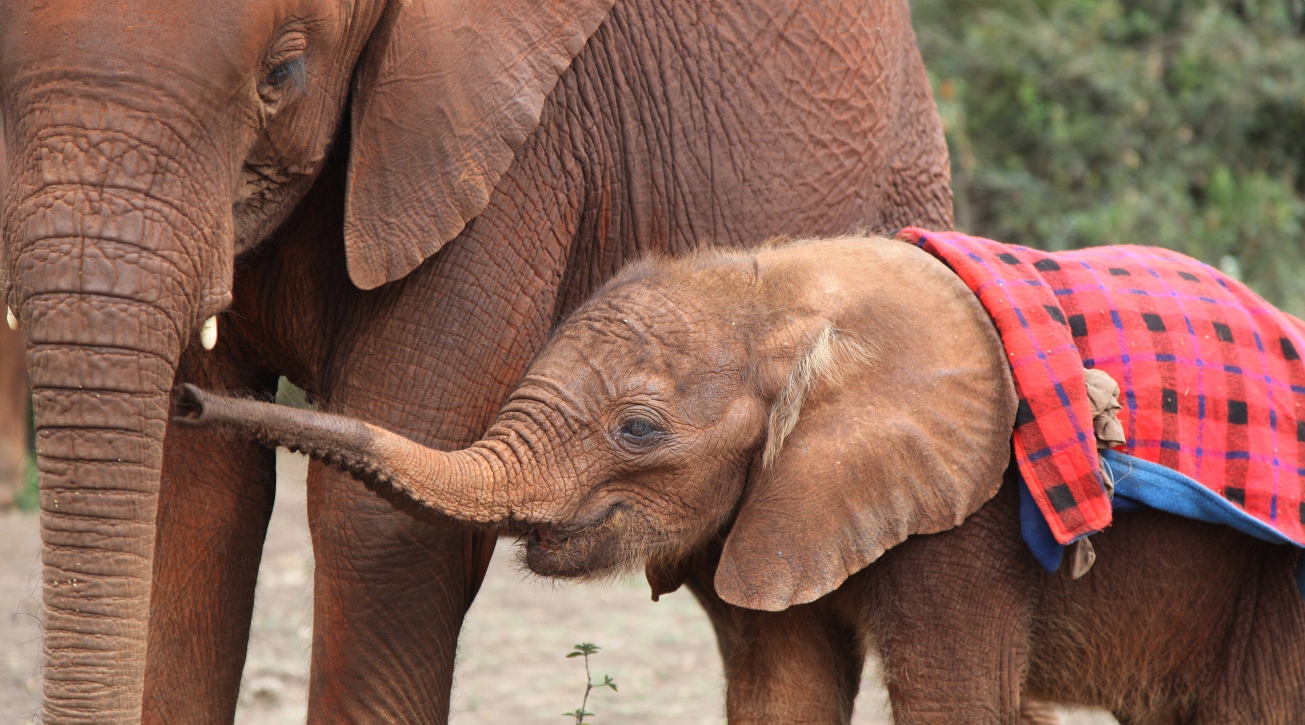 Being Barsilinga | Chapter 1 "The Rescue"