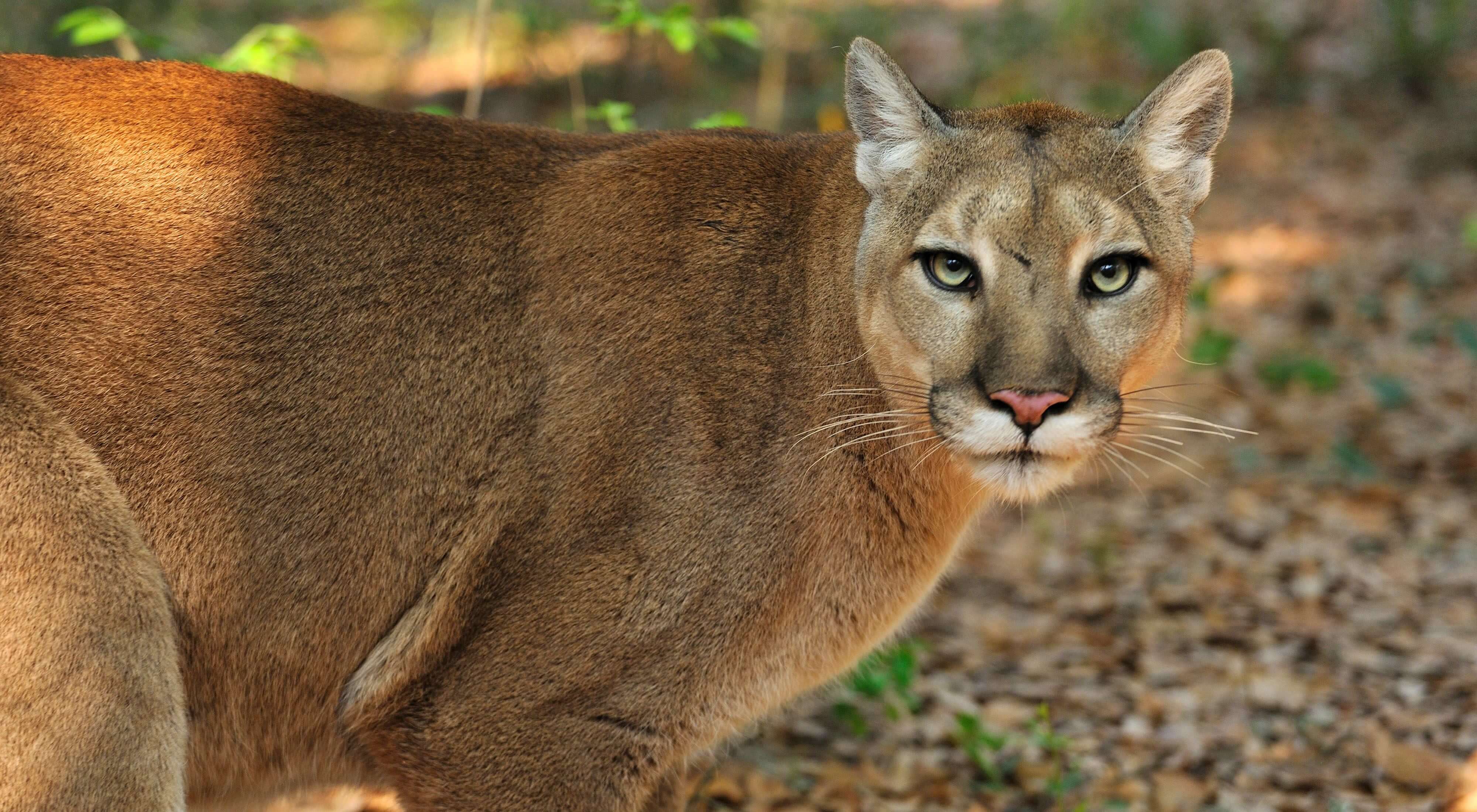 The Future of the Florida Panther