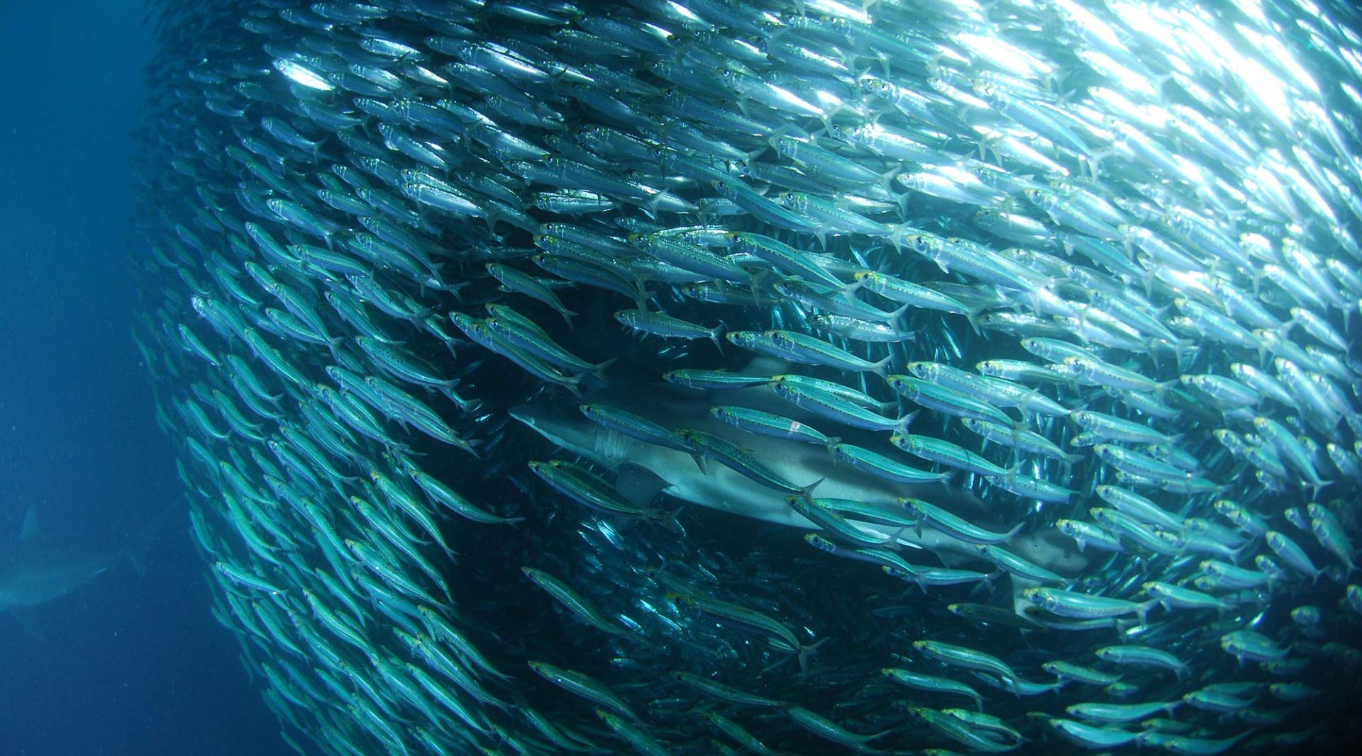 Sardines in the water