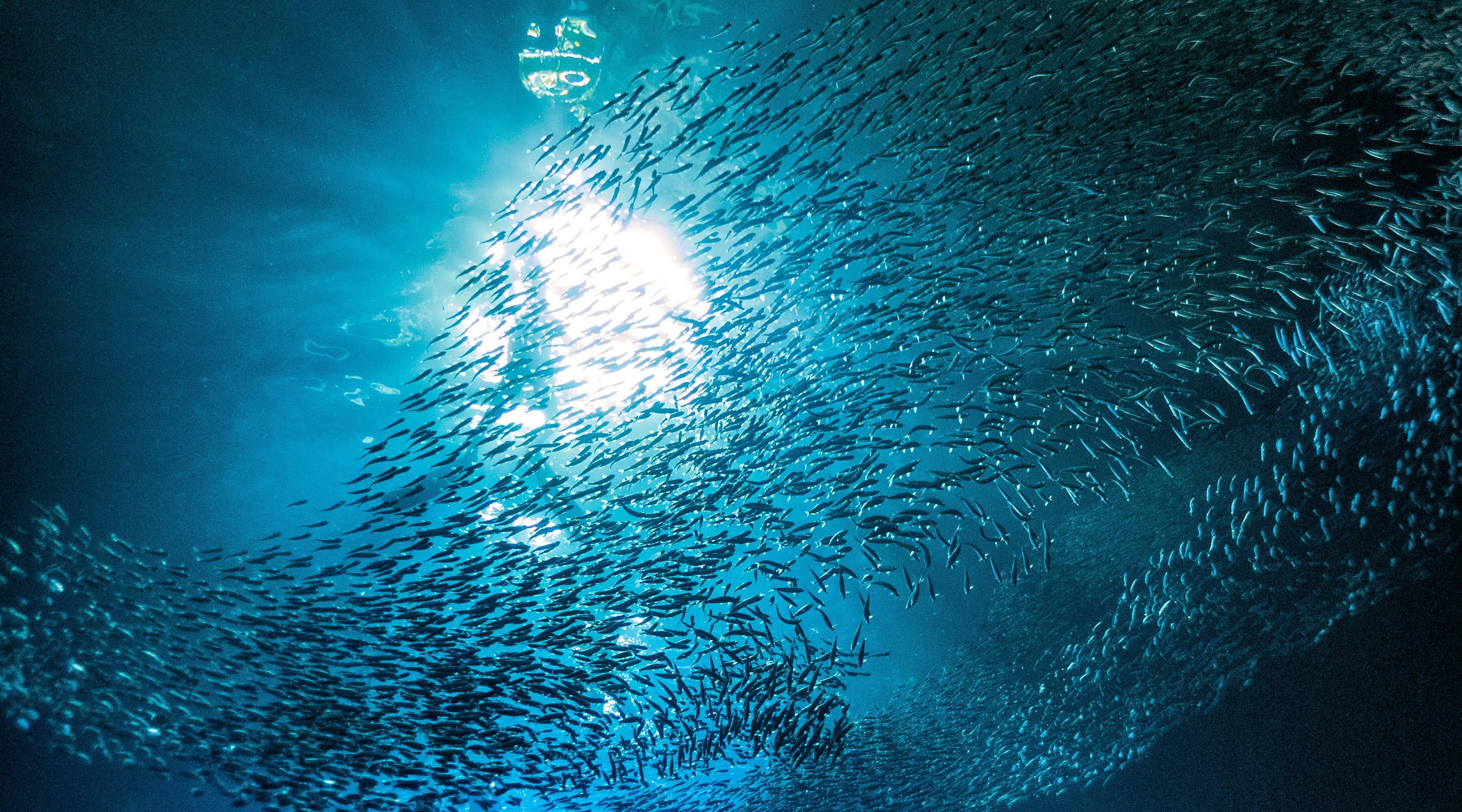 The Great Sardine Run