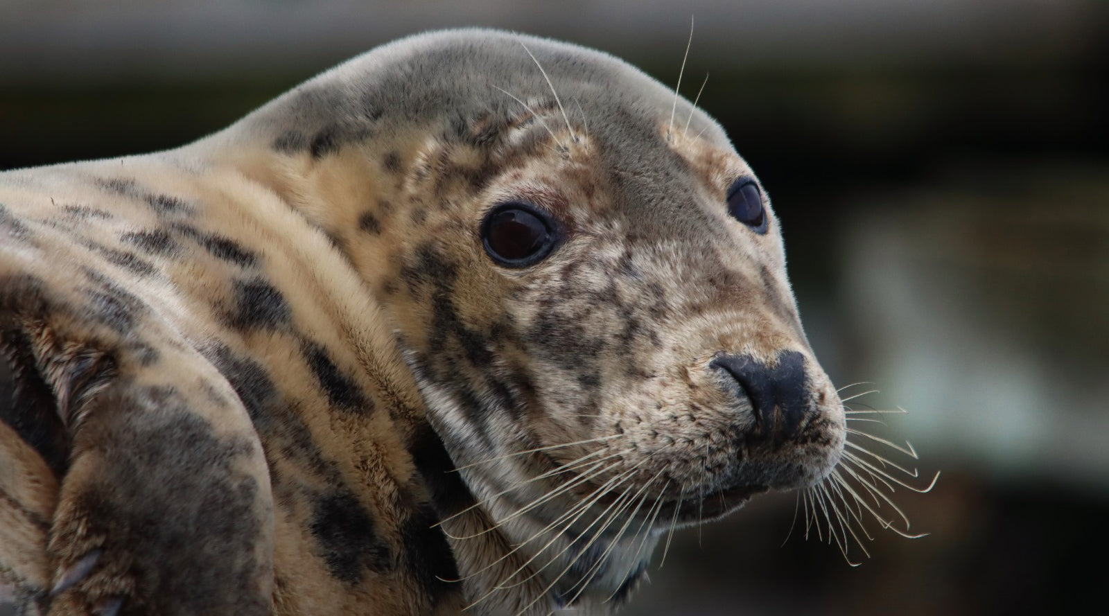 Seal at Brixham Harbour