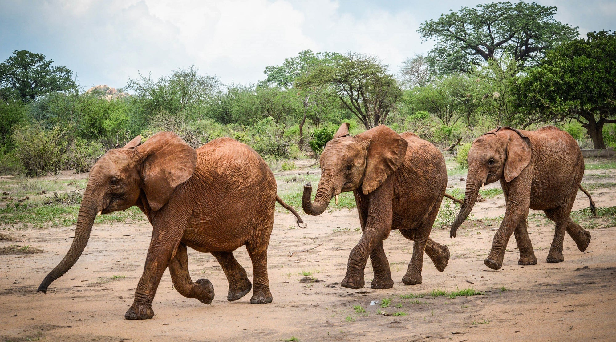 Being Barsilinga | Chapter 2 "Love at First Sight"