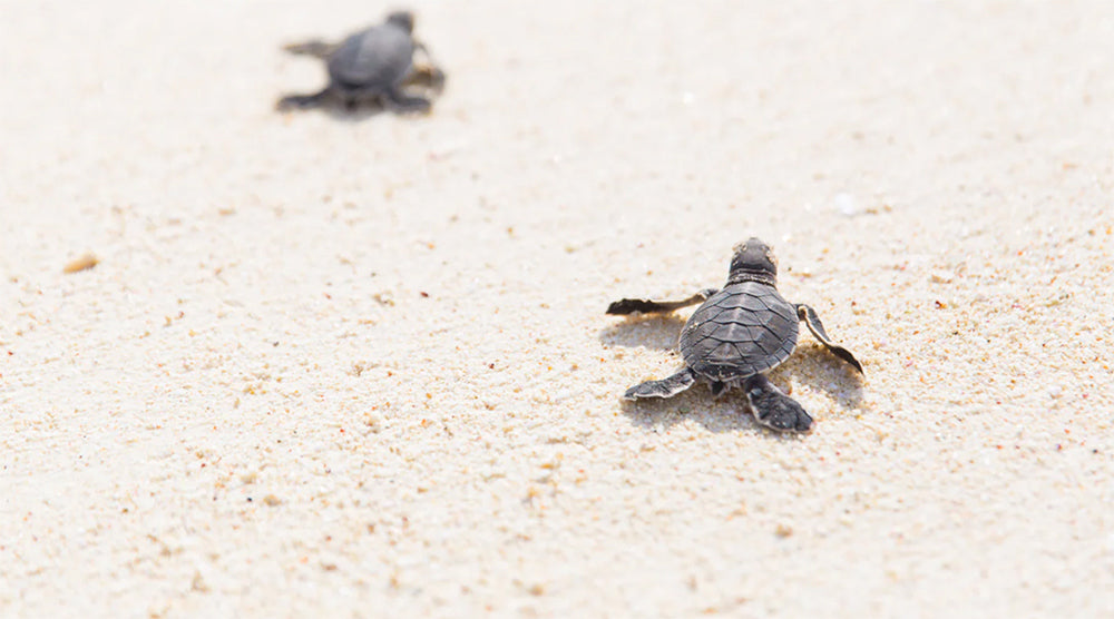 North Island turtles