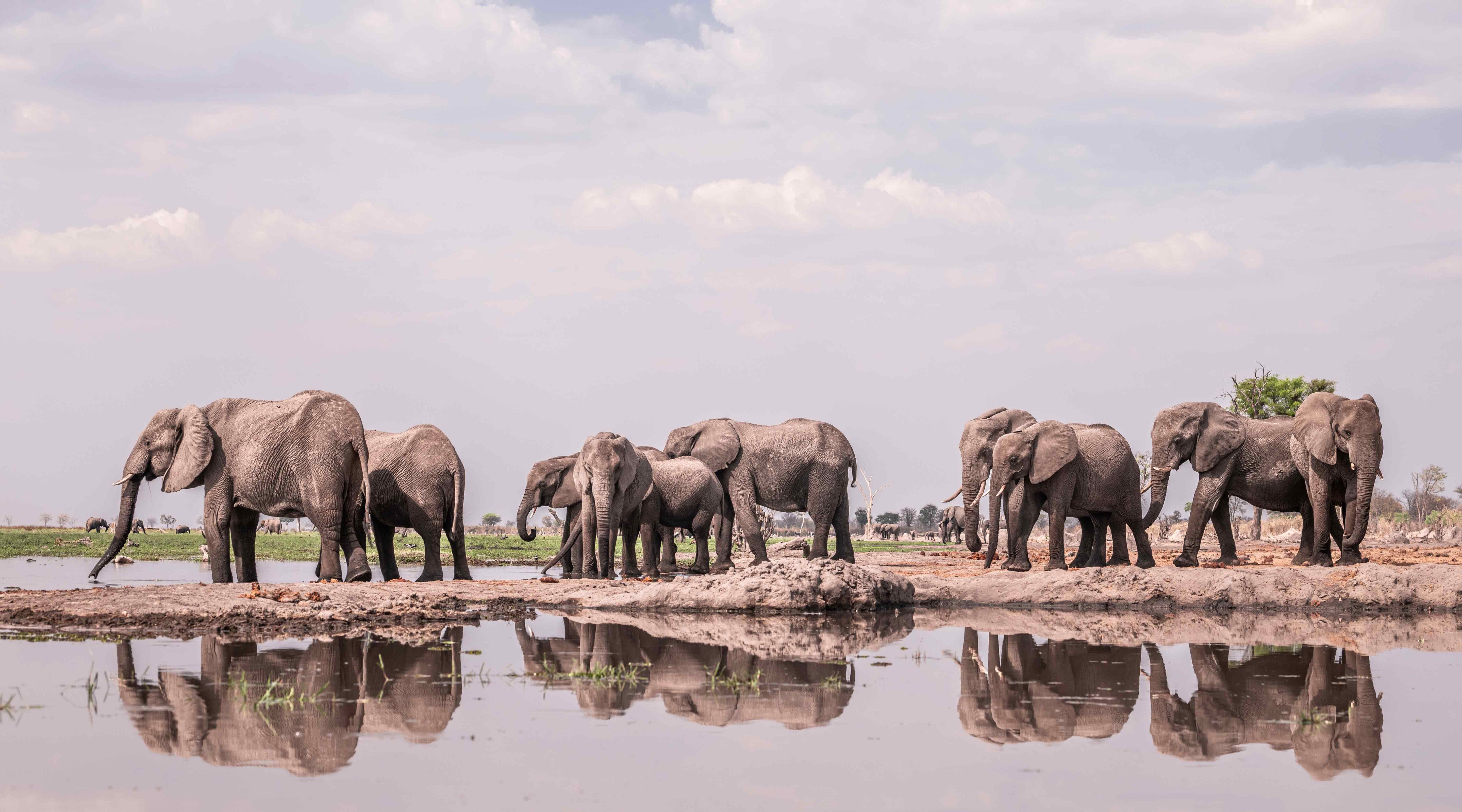 Elephants at Watering Hole