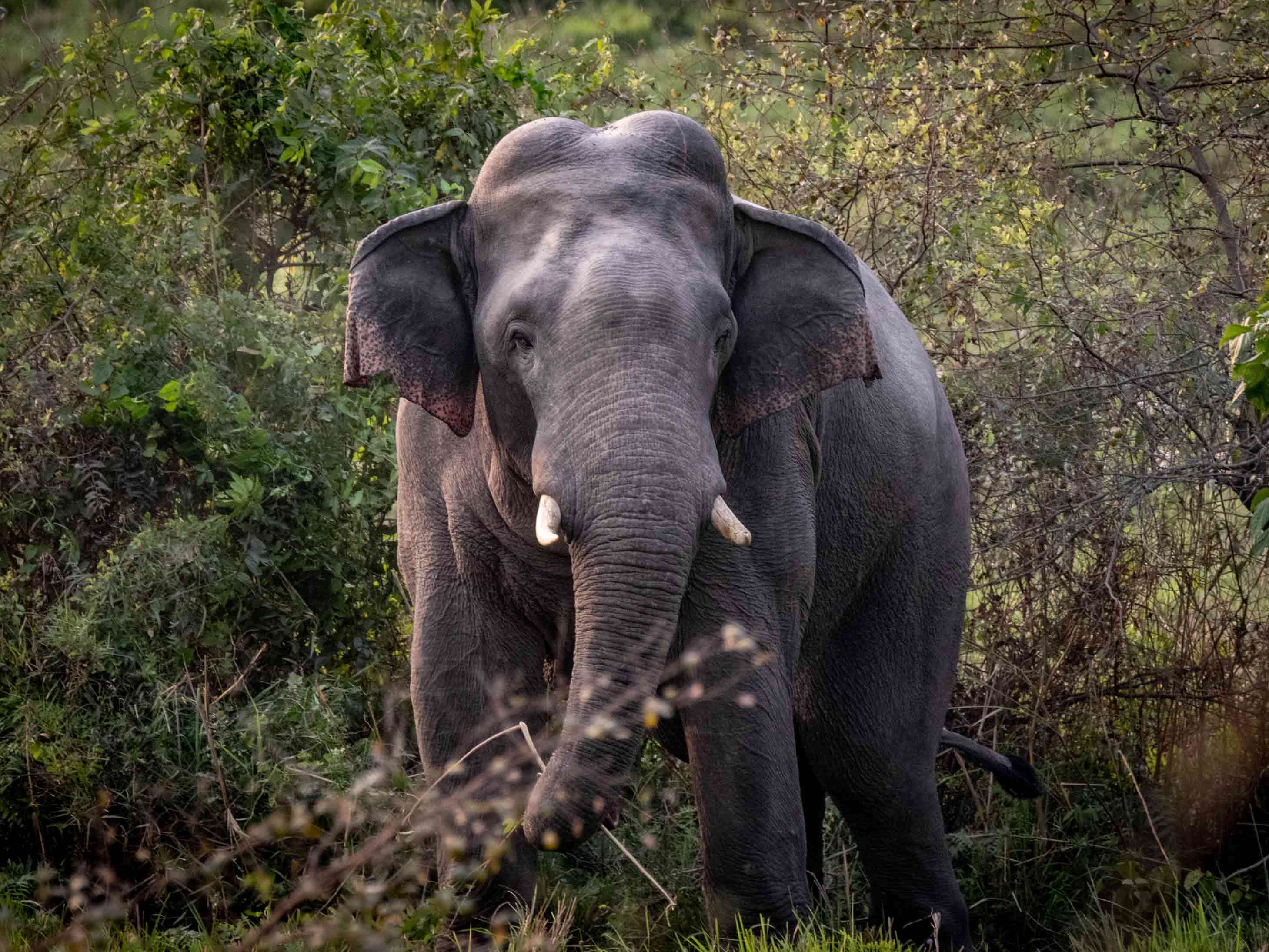 Asian Elephant in the wild