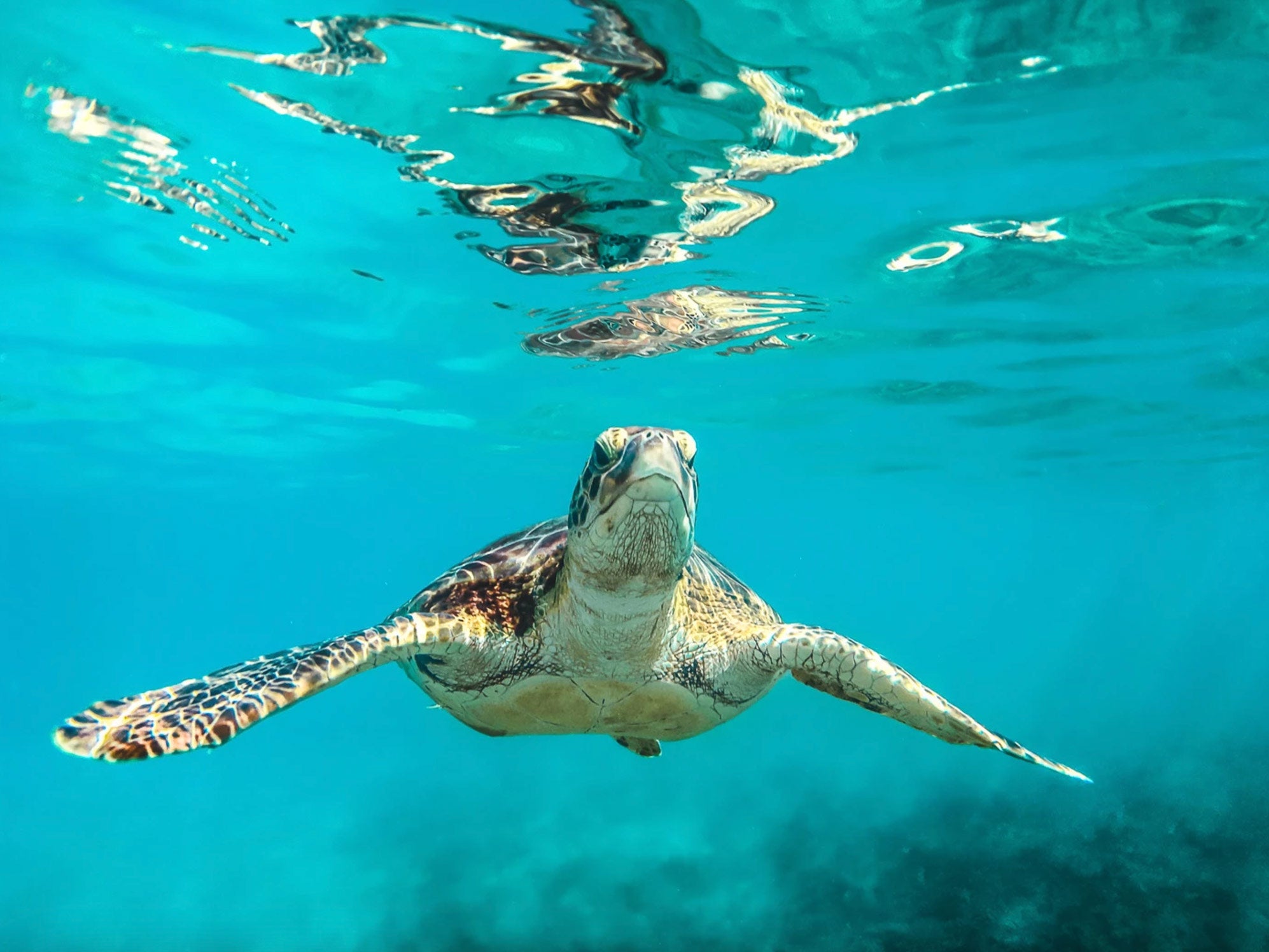 Sea turtle underwater