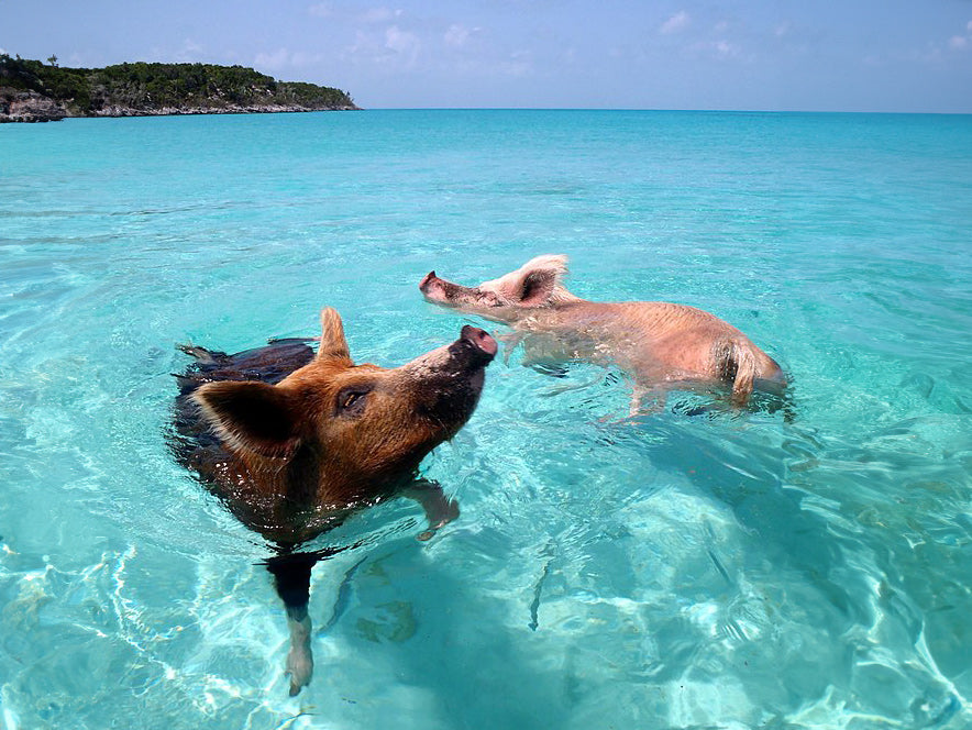 best places to swim Staniel Cay swimming pigs