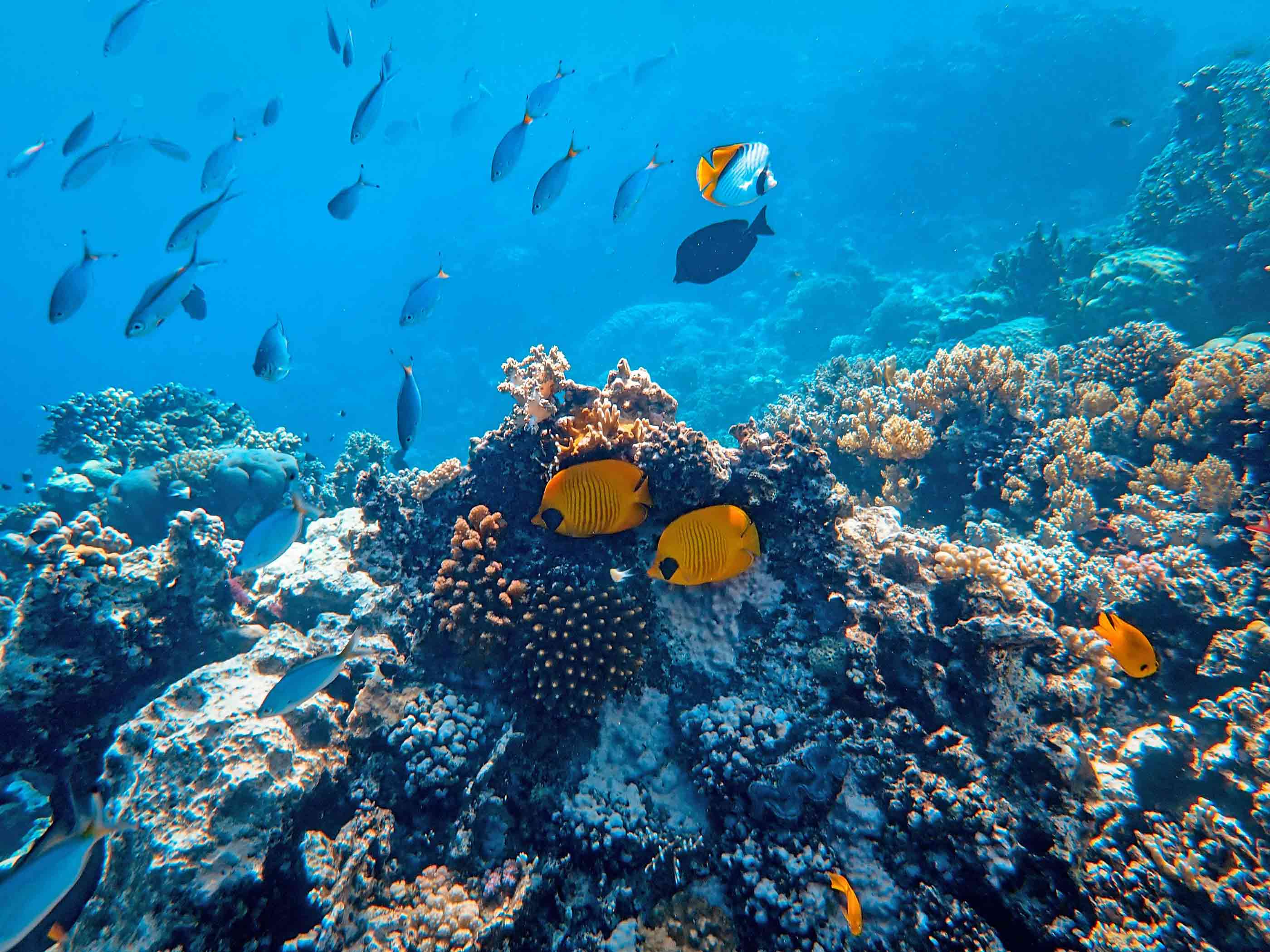 Coral reef image shot underwater 