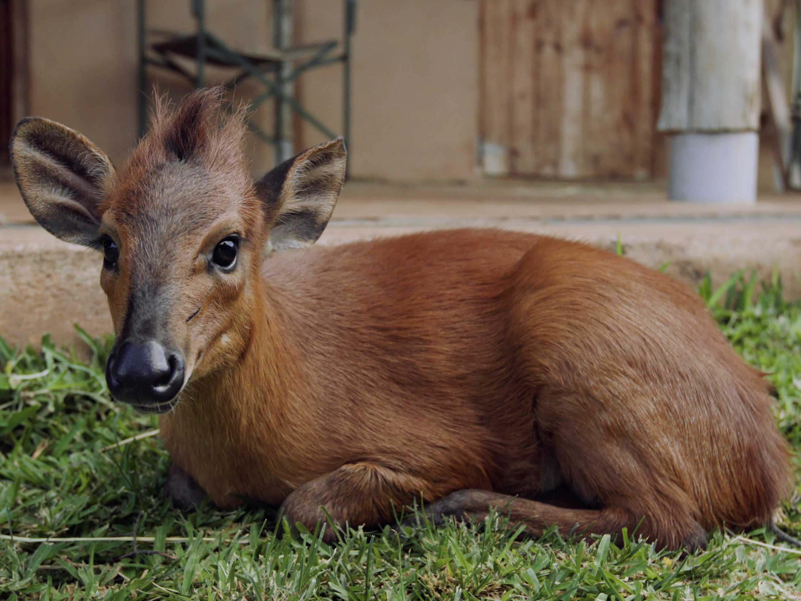 Brown Harvey's duiker sitting in grass at the Sheldrick Wildlife Trust