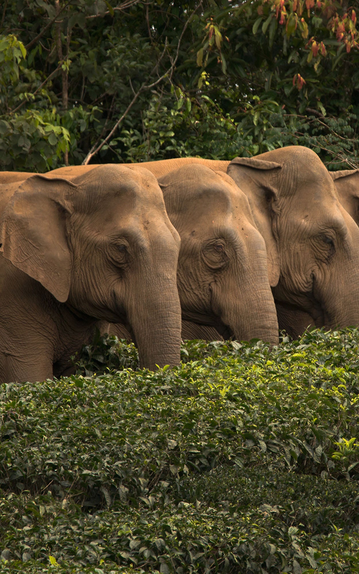 love brand charity mission statement