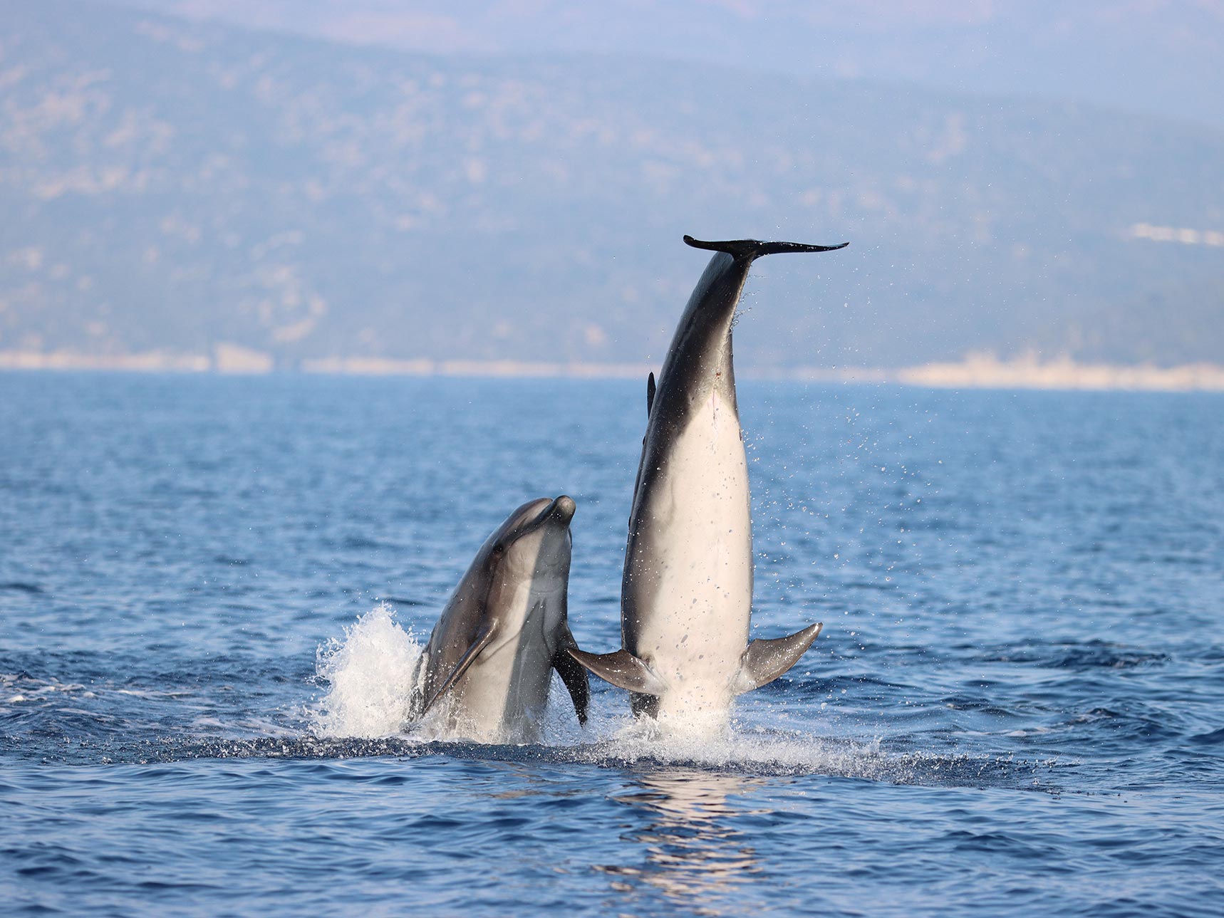 Leaping short-beaked common dolphins