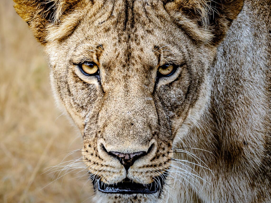 Lion photographed by Lion Guardians charity