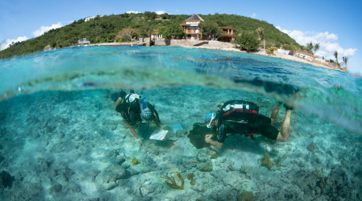 Two scuba divers underwater analying coral with a scenic island in the background