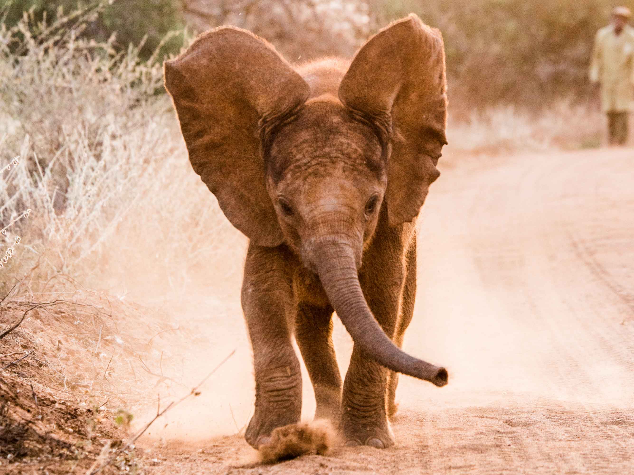 The Sheldrick Wildlife Trust baby elephant orphan running down a dirt path.