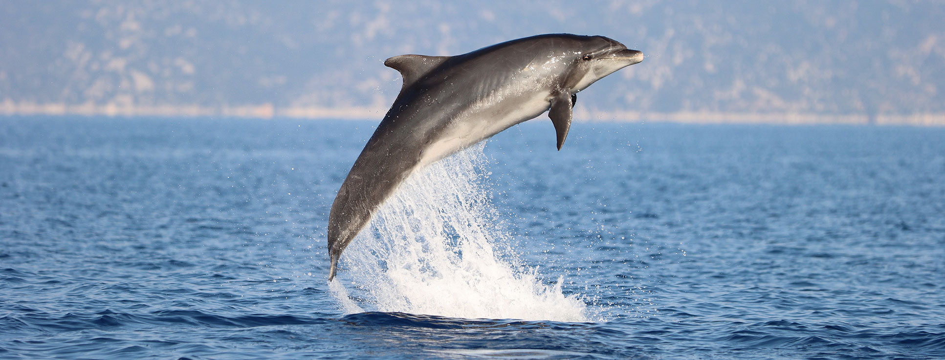 Short-beaked common dolphin leaping out of water