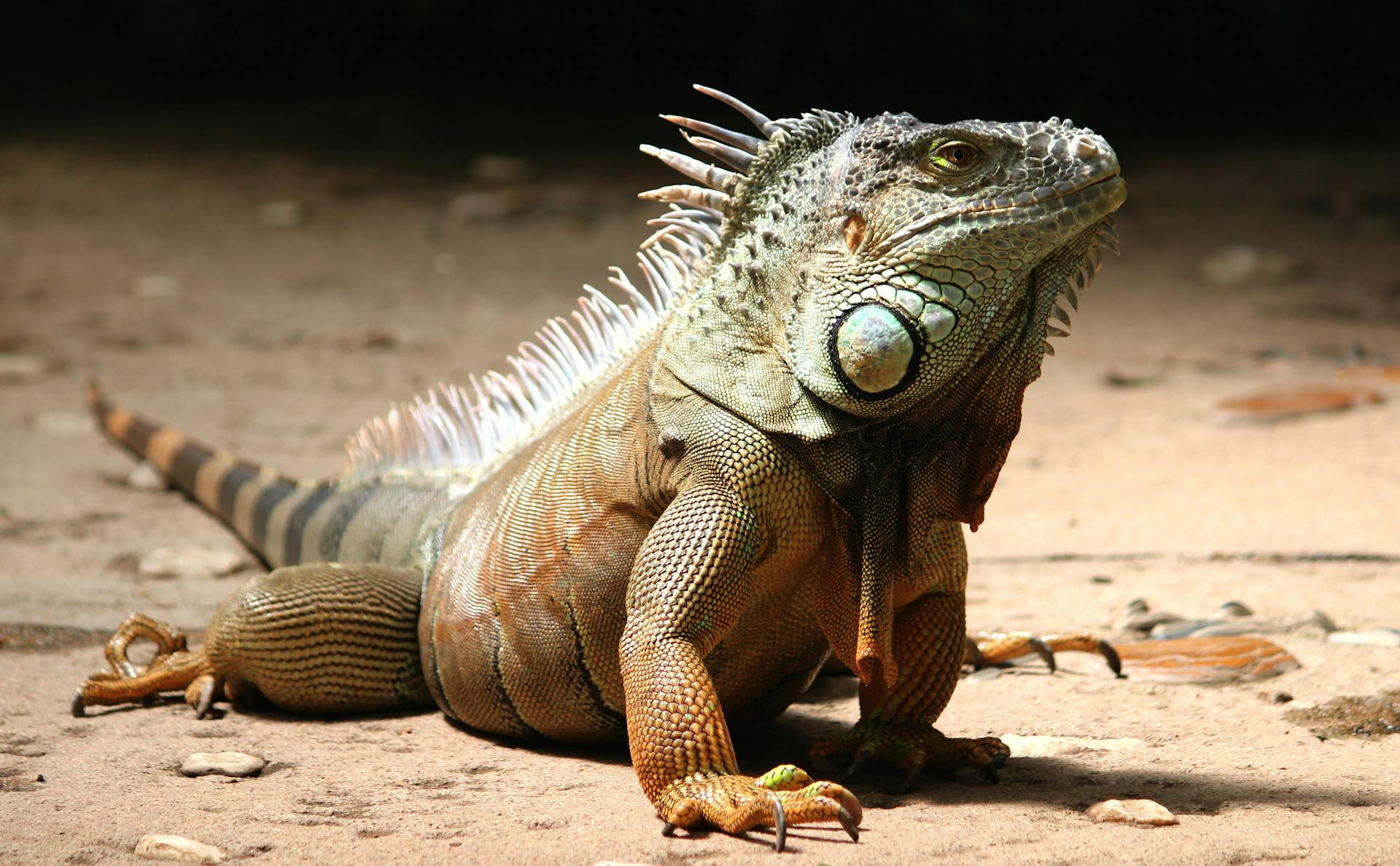 Iguana on a sandy ground with a dark background