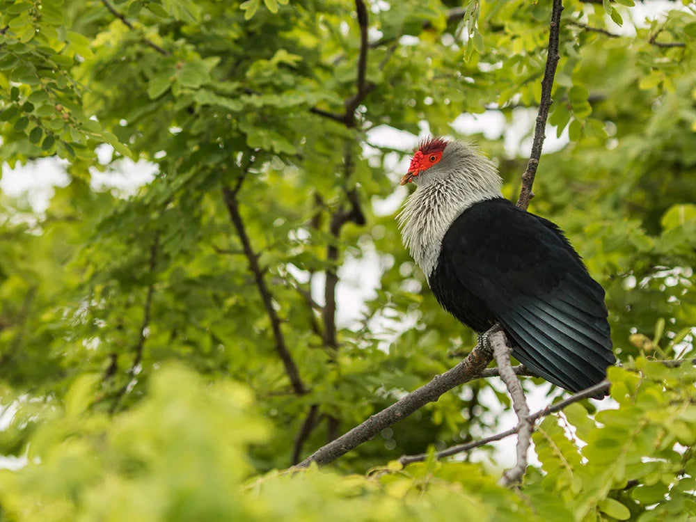 A wild blue pigeon perched on a tree in Seychelles