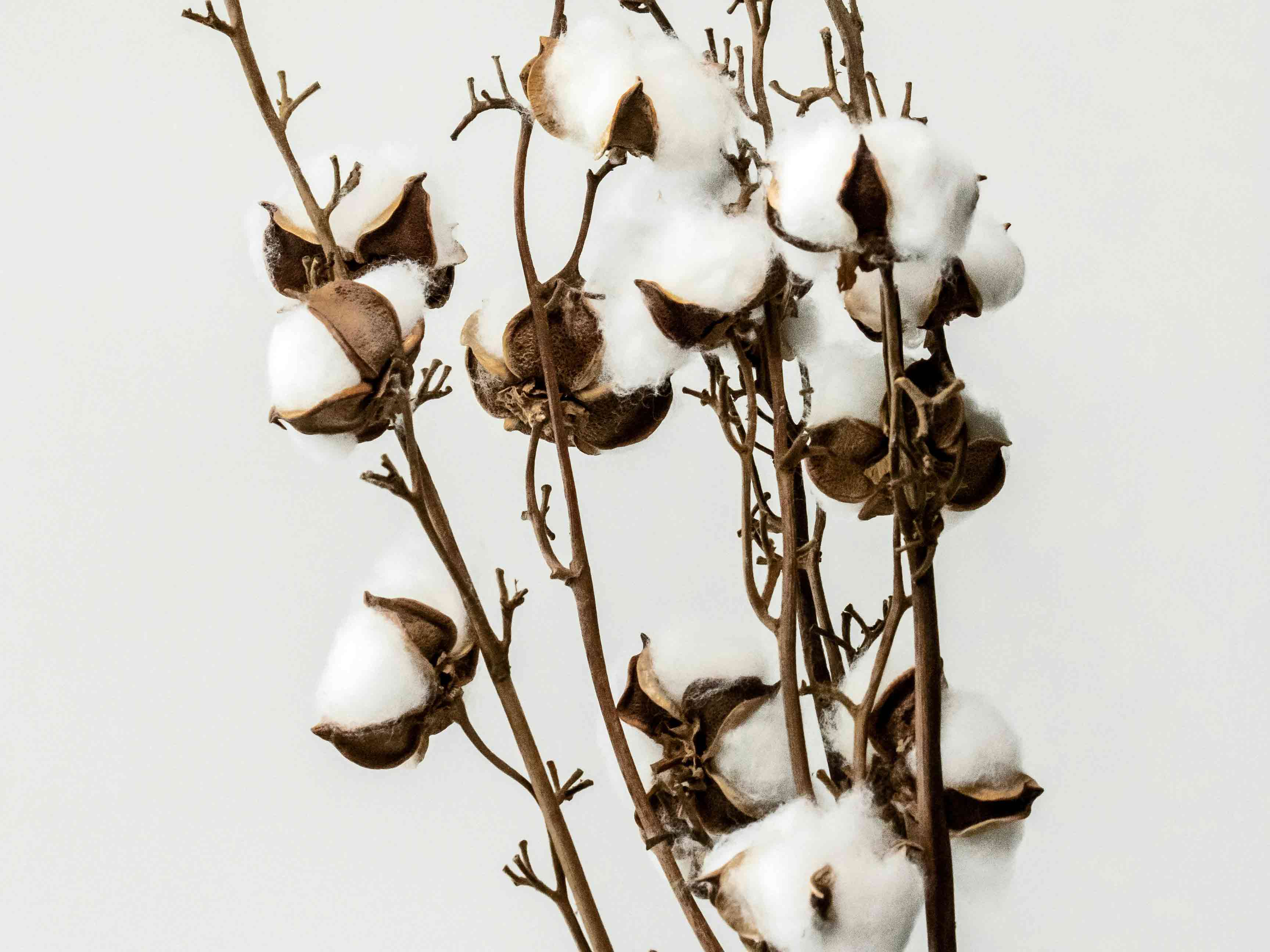 cotton bolls