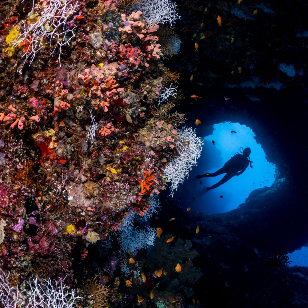 diver explores the reefs of Parrot Cay