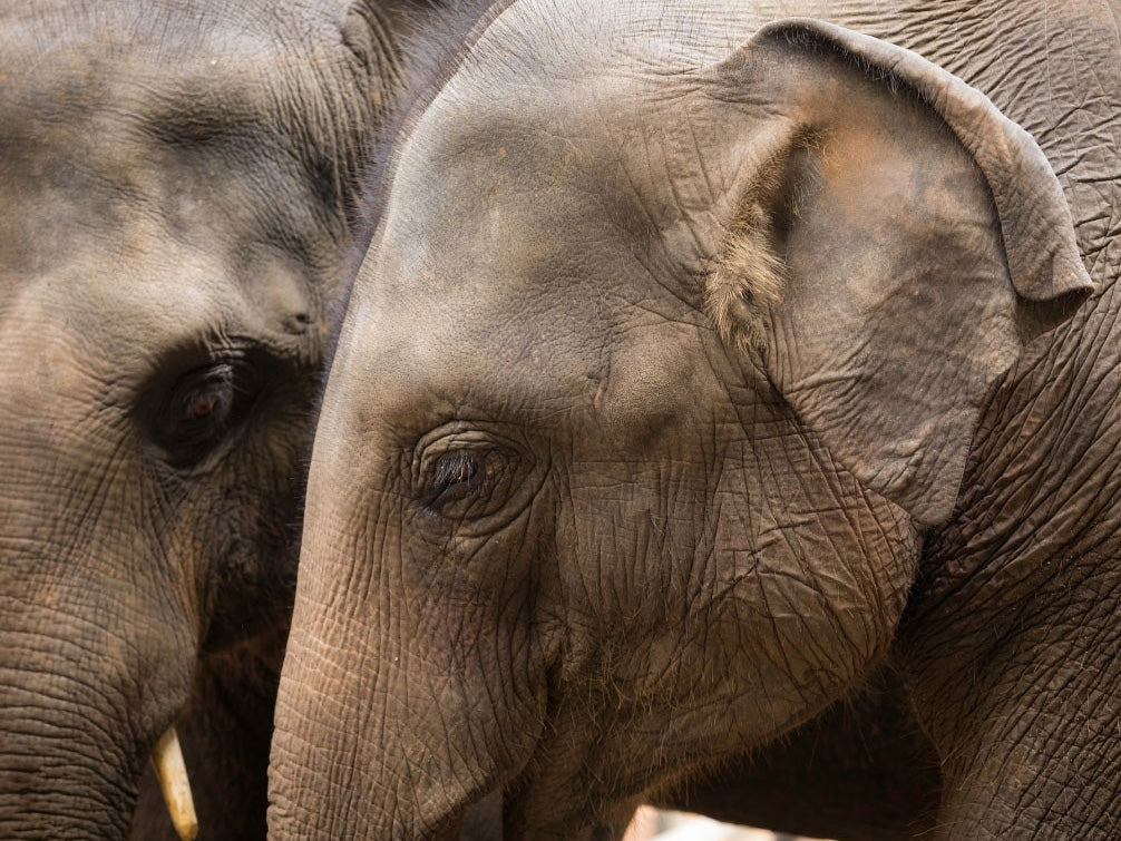 elephant close-up 