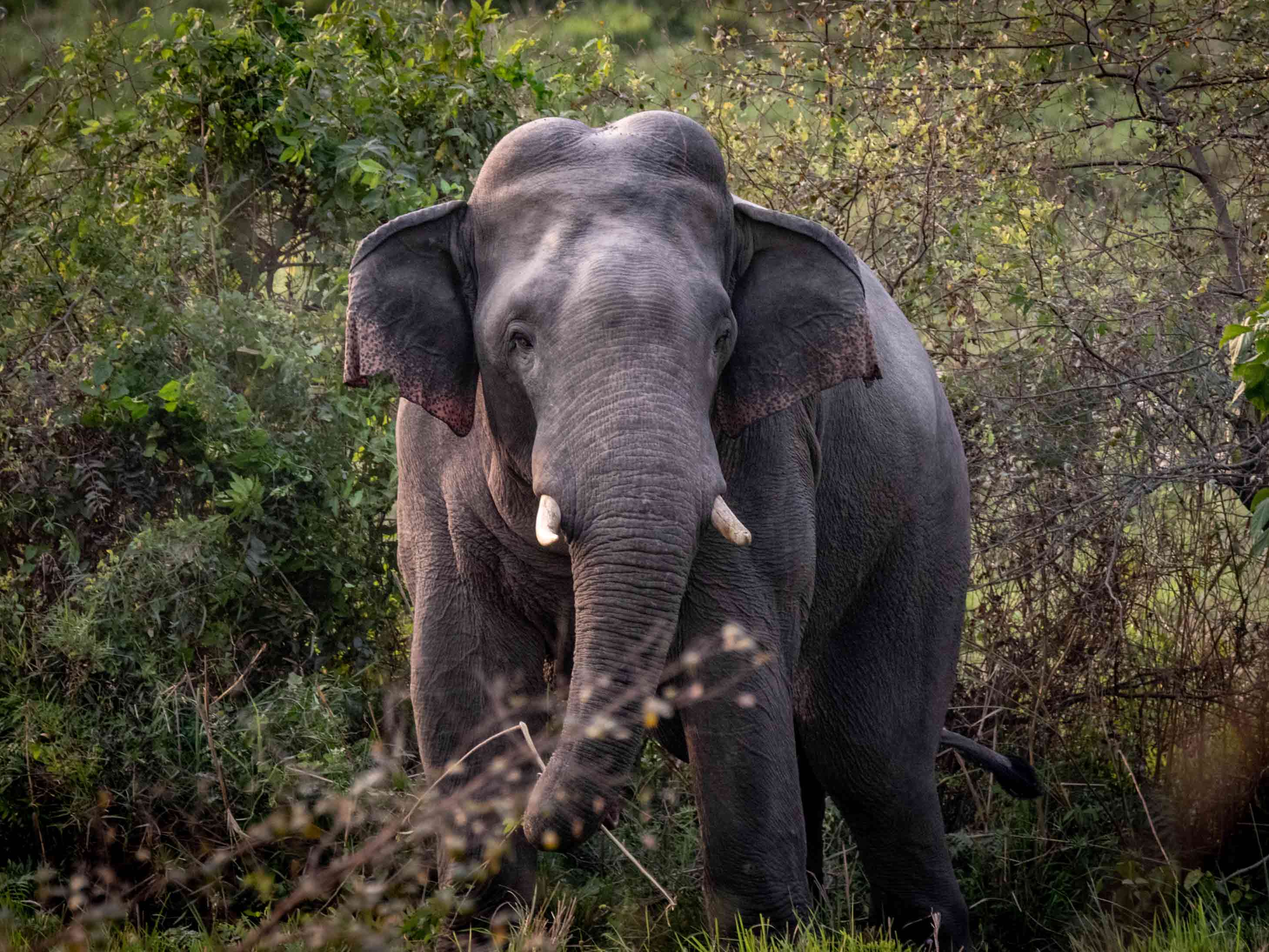 Elephant standing in a natural setting with greenery