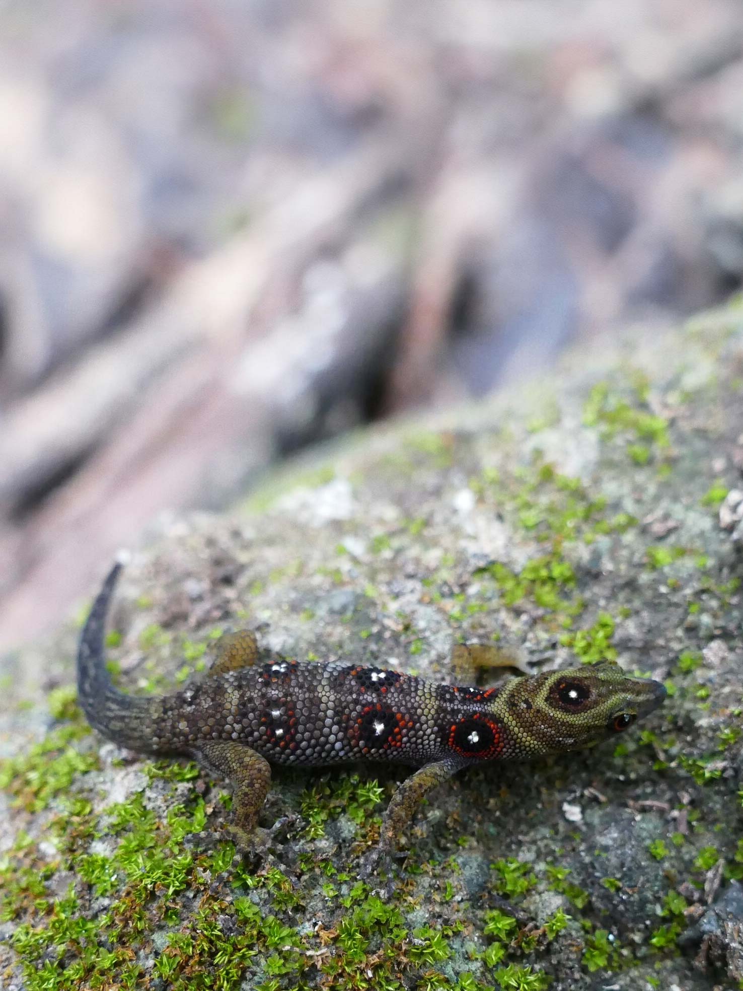 Union island gecko on a mossy rock with a blurred natural background