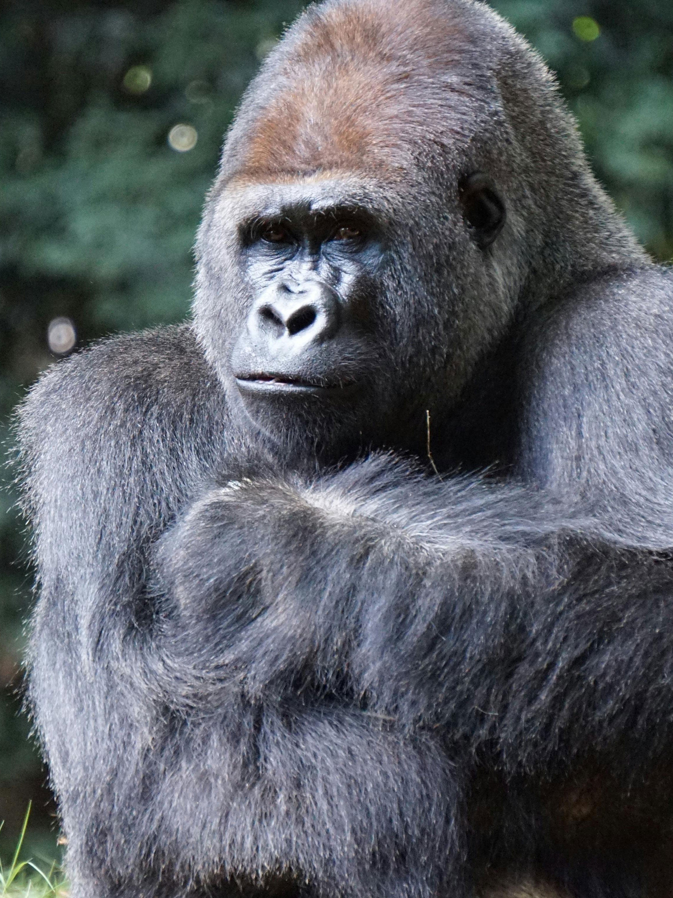 Close-up of a gorilla with a blurred natural background