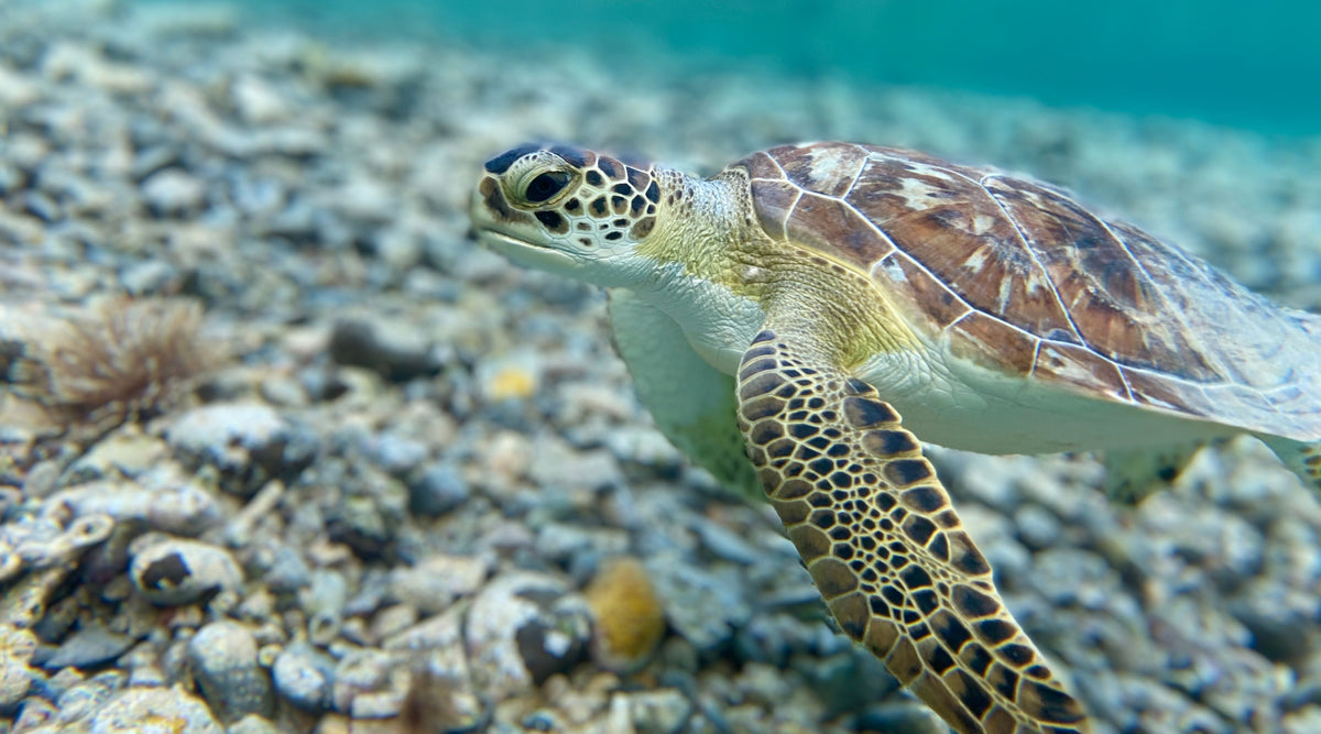 A sea turtle swimming underwater over a rocky seabed with small shells and coral.