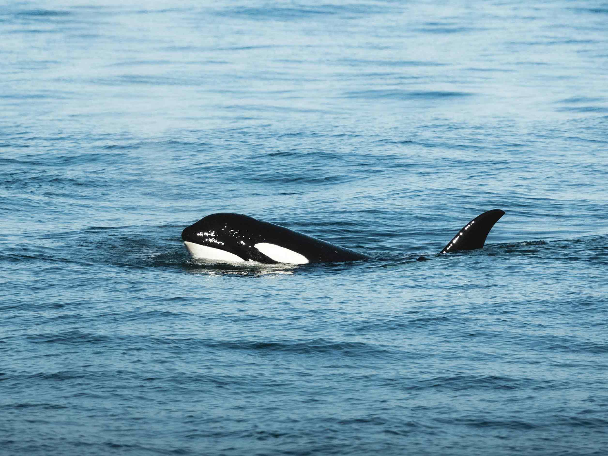 Orca whale in the ocean